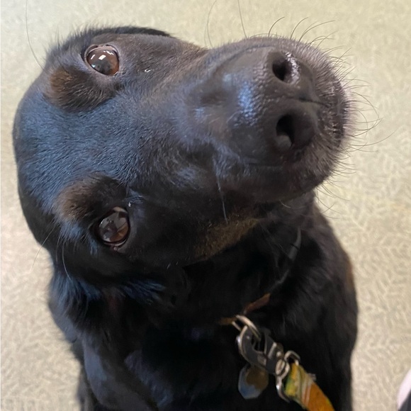 Meet your Posher, Rebecca - Picture 2 of 6